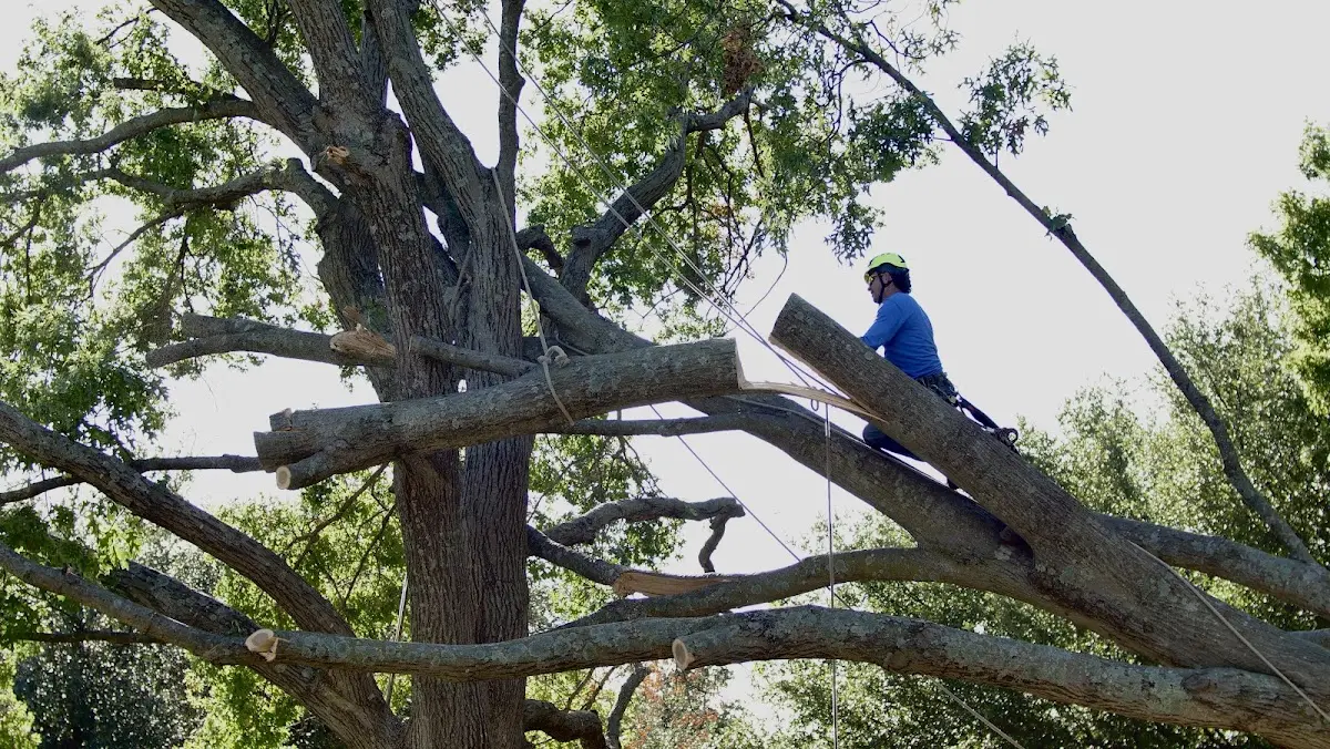 Professional Crown Thinning performed by certified arborists in Girard